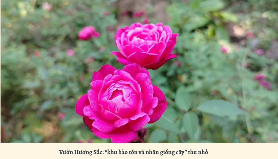 Vườn hoa hồng tại Bảo tàng Đồng Đình